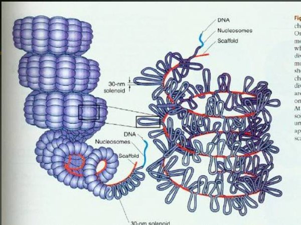 IPB Image